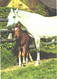 Horses, Standing White Horse And Foal - Horses