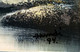 Paysage Avec Chute D'eau, Rivière, Forêt Et Montagnes, Hamdi, 1994/ Landscape With Waterfall, River, Forest And Mountain - Olii