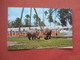 Rhinoceros  Tampa Fl          Ref 5188 - Rhinocéros