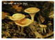 Carte Fantaisie - Champignons Comestibles "Clitocybe Gilba"  Mijn Tijden Zijn In Uw Hand, PS. 31:16 - Circulé 1980 - Pilze