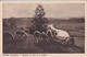 24 DOMME Berger Avec Moutons En Bord De Falaise - Other & Unclassified