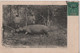 Carte Postale Ancienne/ Guinée Portugaise / Hippopotame  Sur Les Bords Du Rio-Grande/ 1906      CPDIV333 - Guinea-Bissau