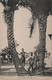 Carte Postale Ancienne/Afrique / Sous Les Palmiers/Under The Palm Tree/Vers 1910- 1920   CPDIV335 - Non Classificati