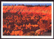 AK 001884 USA - Utah - Bryce Canyon National Park - Sonnenuntergang - Bryce Canyon