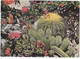 QP -  Lote 4 Cartes - PRINCIPAUTE DE MONACO - Le Jardin Exotique - 21x15 -  (neuf) - 5 - 99 Cartes