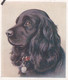 3 Cocker Spaniel   - Our Dogs 1939  -  Phillips Cigarette Card - Original - Pets - Animals - 5x6cm - Phillips / BDV