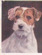 2 Sealyham Terrier Puppy   - Our Dogs 1939  -  Phillips Cigarette Card - Original - Pets - Animals - 5x6cm - Phillips / BDV