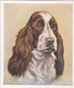 8 Springer Spaniel  - Our Dogs 1939  -  Phillips Cigarette Card - Original - Pets - Animals - 5x6cm - Phillips / BDV