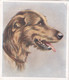 15 Irish Wolhound - Our Dogs 1939  -  Phillips Cigarette Card - Original - Pets - Animals - 5x6cm - Phillips / BDV