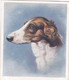 13 The Borzoi    - Our Dogs 1939  -  Phillips Cigarette Card - Original - Pets - Animals - 5x6cm - Phillips / BDV
