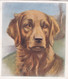 26 Golden Retriever - Our Dogs 1939  -  Phillips Cigarette Card - Original - Pets - Animals - 5x6cm - Phillips / BDV