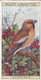 3 Hawfinch   -   British Birds 1915 - Wills Cigarette Card - Antique - Wildlife - Wills