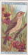 13 Corn Bunting  -   British Birds 1915 - Wills Cigarette Card - Antique - Wildlife - Wills