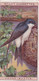 42 House Martin-   British Birds 1915 - Wills Cigarette Card - Antique - Wildlife - Wills