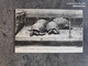 CARTE POSTALE CP VINTAGE PARIS MUSEUM HISTOIRE NATURELLE TORTUES ÉLÉPHANTINES TBE - Schildkröten