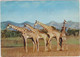 BASUTOLAND  Giraffes - Lesotho