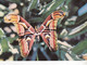 Papillon Des Tropiques - Centrafrique - Bangui - 1964 - Papillons
