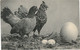 CPA Chicken Kip Poule Poulette Huhn Kücken CPA Old Postcard Coq Haan Rooster Cock Hahn Gallo Hane - Müller, August - München