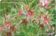 North Cyprus - K.K.T.C. (Chip) - Flowers 5/5, Yildiz Üçgül (Trifolium Stellatum), Gem5 Red, 11.1997, 1.000ex, Mint - Cyprus