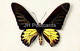 Papilio Aecus Kaguya - Butterfly - Old Postcard - France - Unused - Papillons