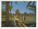 KUWAIT View Of Garden Farm Vintage Photo Postcard CPA (33917) - Kuwait