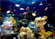 (5 A 24) Australia - QLD - Great Barrier Reef (UNESCO) Fish - Far North Queensland