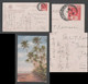 Climbing For Cocoanuts Picture Postcard CEYLON COLOMBO Censored To Japan - Ceylon (...-1947)