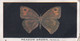 12 Meadow Brown - British Butterflies 1926 -  Phillips Cigarette Card - Original - Phillips / BDV