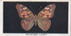 7 Painted Lady - British Butterflies 1926 -  Phillips Cigarette Card - Original - Phillips / BDV