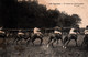 Hippisme - Les Courses Hippiques à Chantilly - Un Départ Au Starting-gate - Collection T.M.K. - Horse Show