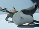 Delcampe - 5 FIGURINES ANIMALES – EVA DALBERG – FRANKLIN - PORCELAINES - TBE - Dieren