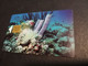 BONAIRE  CHIPCARD Naf 15,00 60units  CORAL REEFS   **6169** - Antilles (Netherlands)