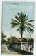 AK 04286 BERMUDA - Cocoanut Palm - Bermuda