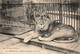 France (13 Marseille) - Jardin Zoologique - Le Lion - Parcs Et Jardins