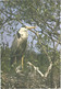 Bird On Nest With Chicks - Uccelli