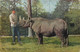 Themes Div Ref GG583- Animaux -  Rhinoceros - - Rhinoceros