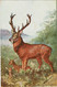 Lot 9 Cartes Postales CPA AAK Deer Fawn Cerf Hert Hirsch Cervo Veado Ciervo La Chasse Hunting Jacht - Chasse