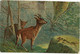 Delcampe - Lot 9 Cartes Postales CPA AAK Deer Fawn Cerf Hert Hirsch Cervo Veado Ciervo La Chasse Hunting Jacht - Chasse