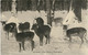 Delcampe - Lot 9 Cartes Postales CPA AAK Deer Fawn Cerf Hert Hirsch Cervo Veado Ciervo La Chasse Hunting Jacht - Chasse