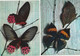 Papillons - ( 20 CP ) - Papillons