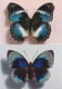 Delcampe - Papillons - ( 20 CP ) - Papillons