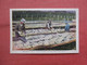 Handling Codfish At The Flakes.  Percé  Canada > Quebec     Ref  5248 - Percé