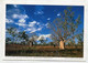 AK 06573 AUSTRALIA - Northern Territory - Keep River N. P. - Boab-Bäume - Non Classificati