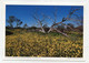 AK 06675 AUSTRALIA - Western Australia - Wildblumenwiese - Sonstige & Ohne Zuordnung