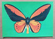 ORNITOPHERA LYDIUS (Molucche / Maluku Islands) - Farfalla - Butterfly - Papillon - Museo Di Scienze Naturali Torino - Papillons