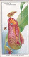 22 Pitcher Plant  - Colour In Nature - Ogdens  Cigarette Card - Original - Wildlife - Plant-Life - Ogden's