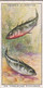 Three Spinned Stickleback  - Colour In Nature - Ogdens  Cigarette Card - Original - Wildlife - Plant-Life - Ogden's