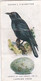 British Birds & Their Eggs 1939  - 5 Carrion Crow - Ogden's  Cigarette Card - Original - Wildlife - Ogden's