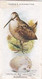 British Birds & Their Eggs 1939  - 48 Woodcock - Ogden's  Cigarette Card - Original - Wildlife - Ogden's