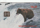 Alaska - Brown Bear With Salmon - Brooks River - Other - America